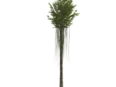 Aquilaria Agarwood tree 3D model