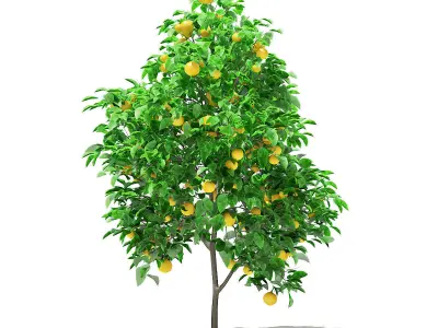 Grapefruit Tree with Fruits 3D model