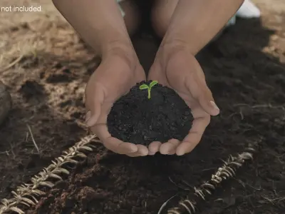  Seedling and Soil 