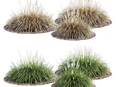 Ornamental grass 3D model purchase