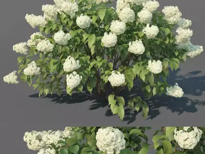 Hydrangea Paniculata Nr3 - Limelight XL - 3 variations 3D model