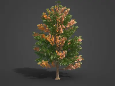 2021 PBR Silky Oak Collection - Grevillea Robusta  3D model