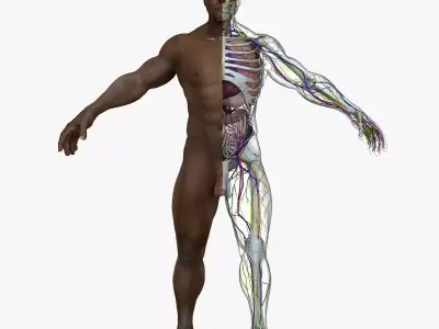 Complete African American Male Anatomy 3D model