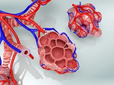 Alveoli with CrossSection Low-poly 3D model