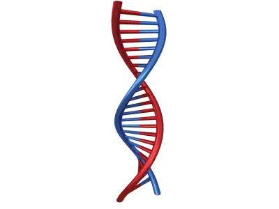 DNA Molecule v1 005 Low-poly 3D model