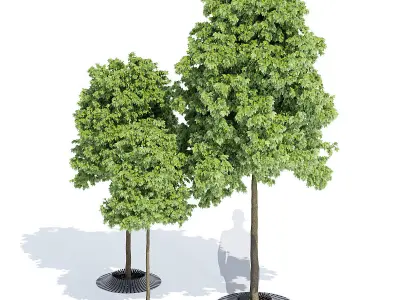 Calyx three trees 3D model