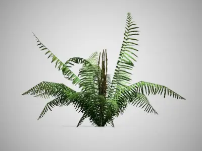 Cinnamon Fern bush Low-poly 3D model