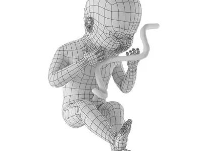 human fetus Low-poly 3D model