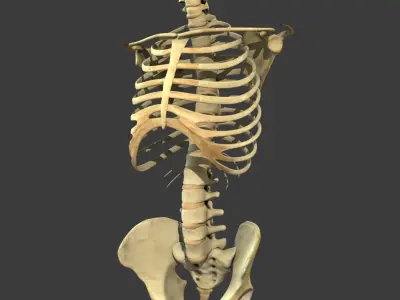 Human Torso Detailed Skeleton 3D model