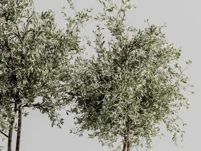 Indoor Plant Set 88 3D model