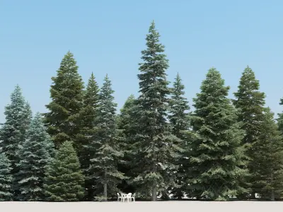  20 Spruce Trees with snow 