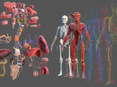  Male Full Body Anatomy 