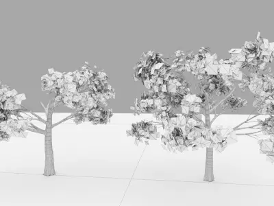 Silk floss tree - chorisia speciosa 3D model