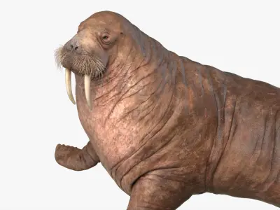  Walrus Rigged 3D 