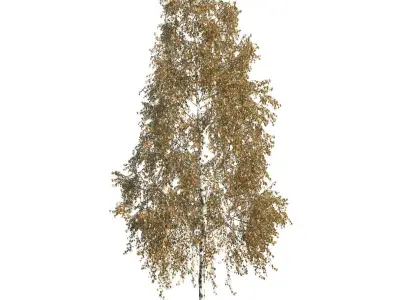 Betula pendula 201AU 3D model