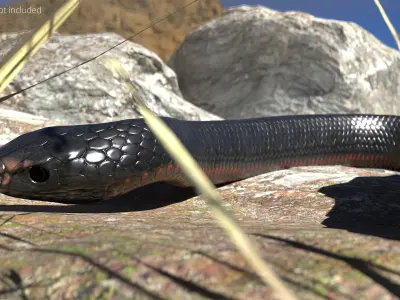  Mexican Black Kingsnake Crawling Animated Rigged For Blender 