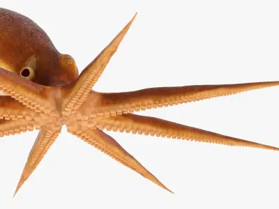  Octopuses Collection 