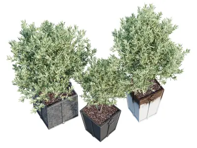 Trinway three olive trees in pots 3D model