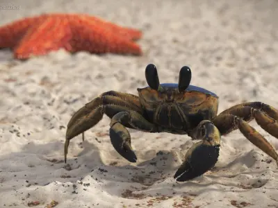  Atlantic Beach Crab Black Fur Rigged for Maya 