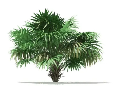 Thatch Palm Tree 3D Model 3m 3D model