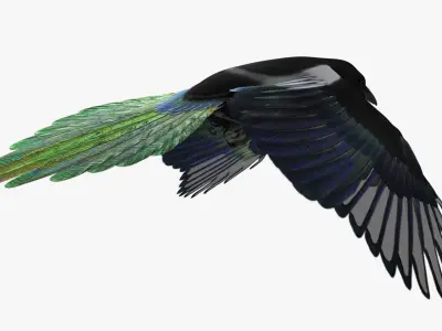  Pica Hudsonia "Black-billed Magpie" 