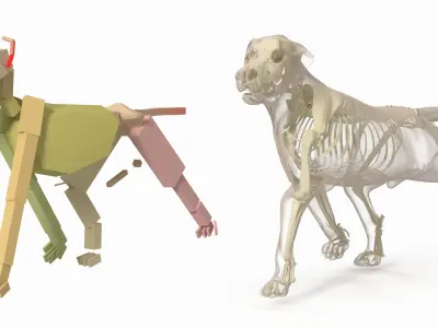  Dog Skeleton Anatomy with Translucent Shell Rigged 