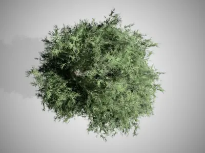 Eastern Red Cedar Tree Low-poly 3D model