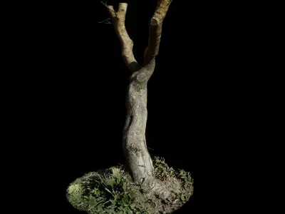 Treebark06scan dead tree 3D model
