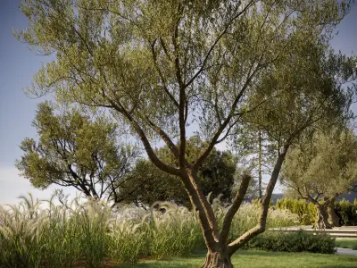  Olive Tree Collection - Include GrowFX and Mesh file 