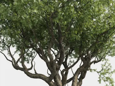  Plants Pack: Africa Trees (+GrowFX) 