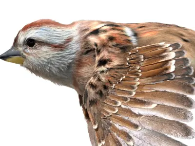  American Sparrow Fur Animated Rigged 