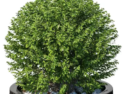 Street bushes in pots VIII 3D model