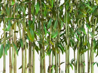 Bamboo Plants in Pots 3D model