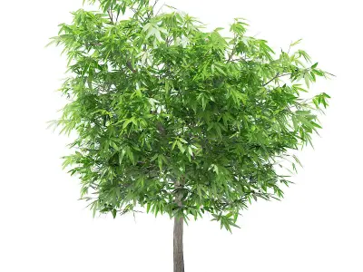 Mango Tree 3D model