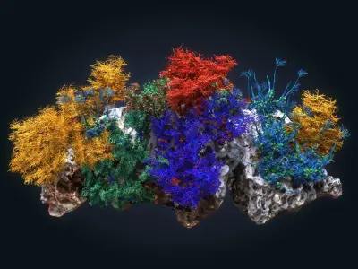  Coral reef ecosystem Animated Pack 8 