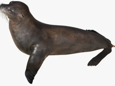  Seal Rigged 