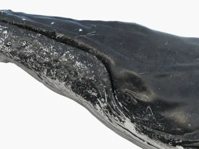  Humpback WhaleRigged 3D 
