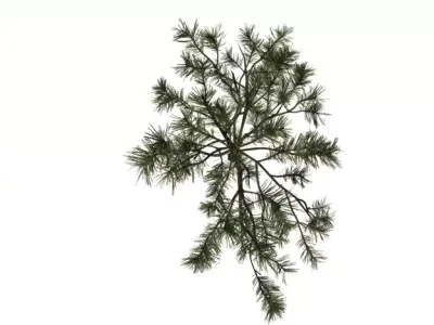 Realistic Pine Sapling Tree Pack  Low-poly 3D model