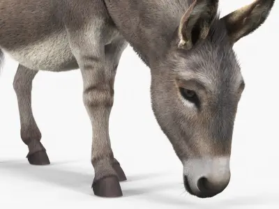  Farm Animals Big Collection 4 