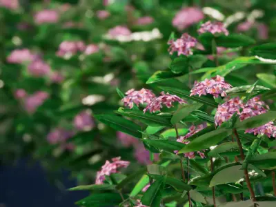 Street Garden in JAPAN - 4 Daphne odora Flower Grass Plant Low-poly 3D model