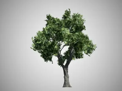 Green Ash Tree Low-poly 3D model