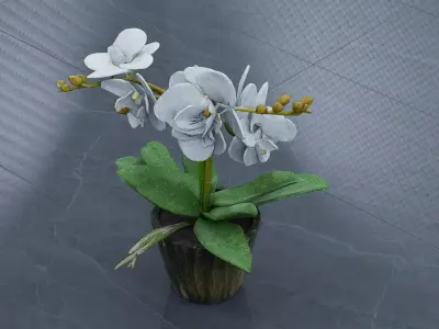 butterfly orchid Low-poly 3D model