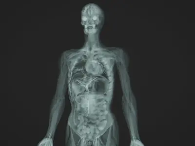 Human Anatomy Xray Animated Low-poly 3D model