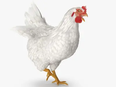  Chickens Rigged for Maya Collection 