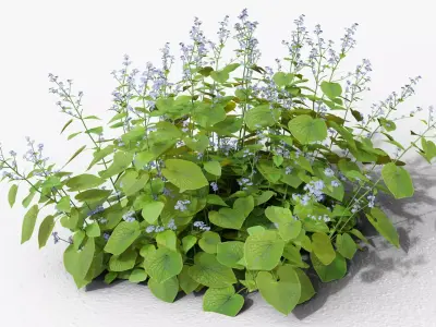 Brunnera macrophylla 3D model