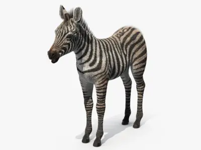  Zebra Adult Foal Fur 