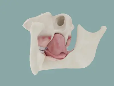  Teeth Gums and Bones 