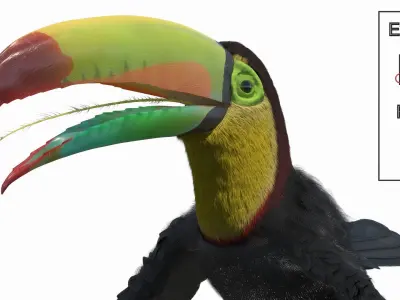  Keel Billed Toucan Fur Rigged 