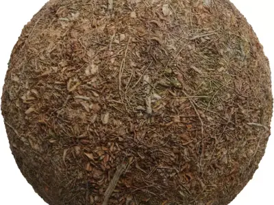 Autumn Forest Mulch Ground Texture