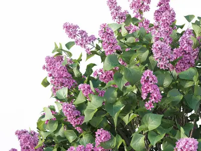 Lilac Syringa vulgaris Nr5 - Three sizes 3D model